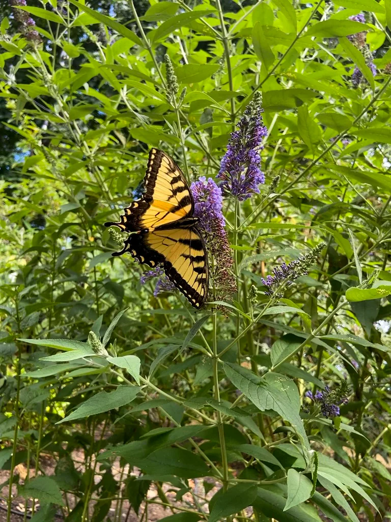 An eastern tiger swallowtail butterfly feeding on butterfly bush blooms
