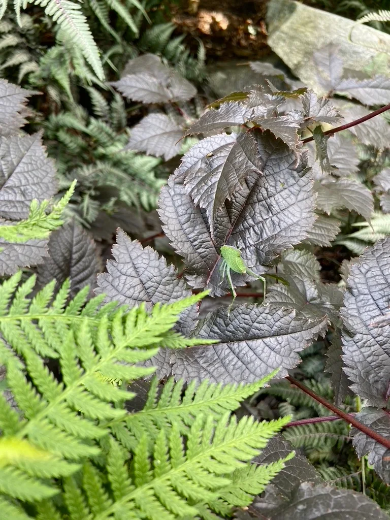 A katydid resting on dark astilbe foliage beside painted ferns