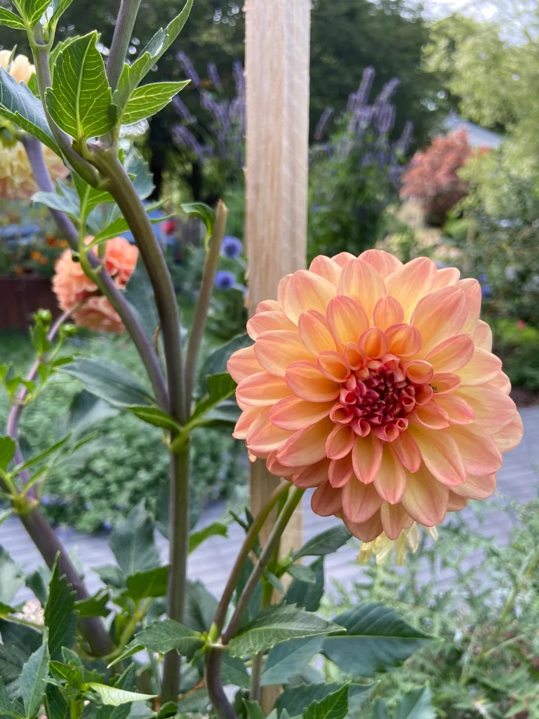 A peach dahlia in bloom above the border