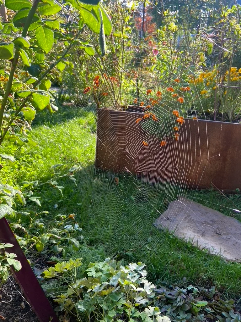 An orb weaver web strung across a corten steel raised bed