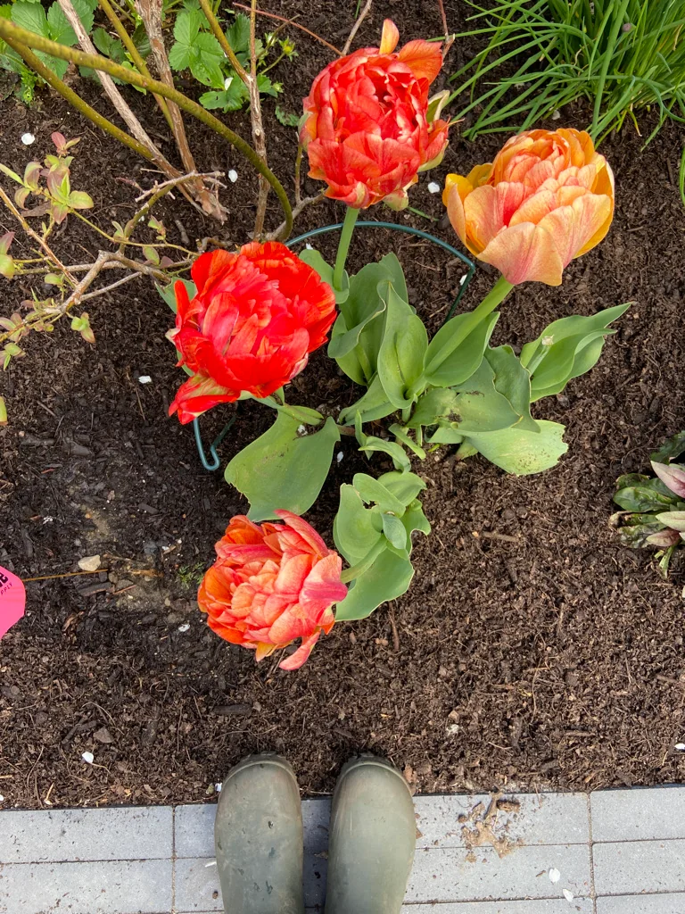 Double tulips coming up through fresh compost in spring