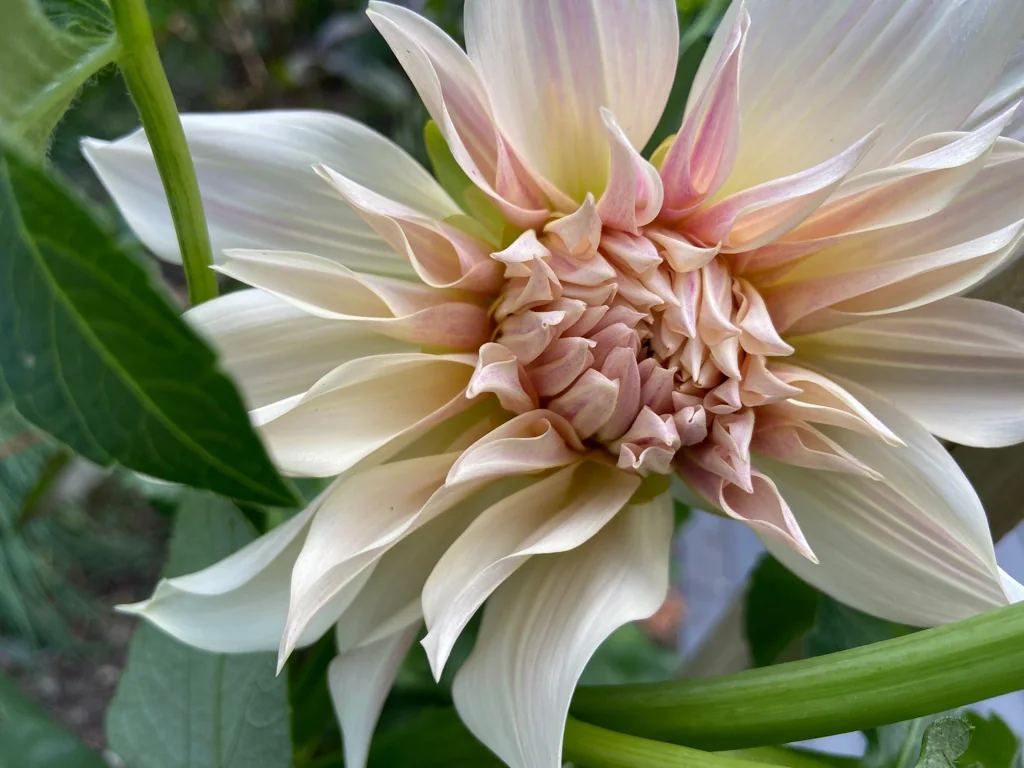 A cream and blush dahlia opening