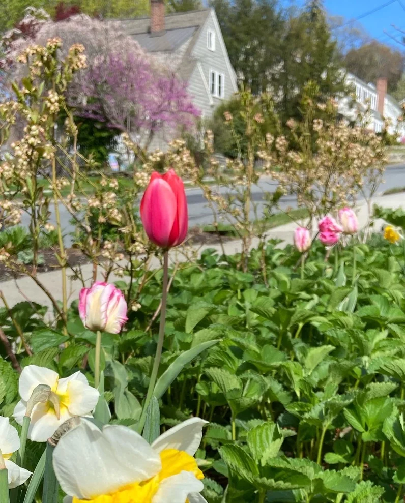 A red tulip above white daffodils and strawberry foliage, with a redbud in flower across the street