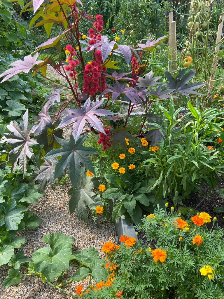 Castor bean, marigolds and vegetables along a gravel path