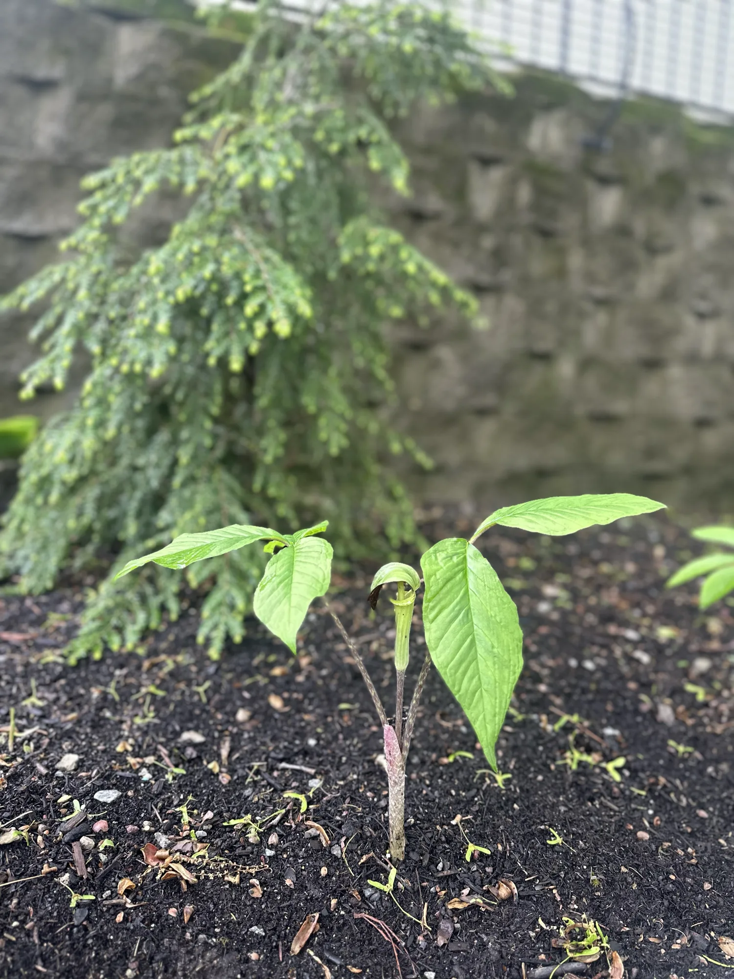 Jack-in-the-pulpit with its hooded spathe among woodland plants
