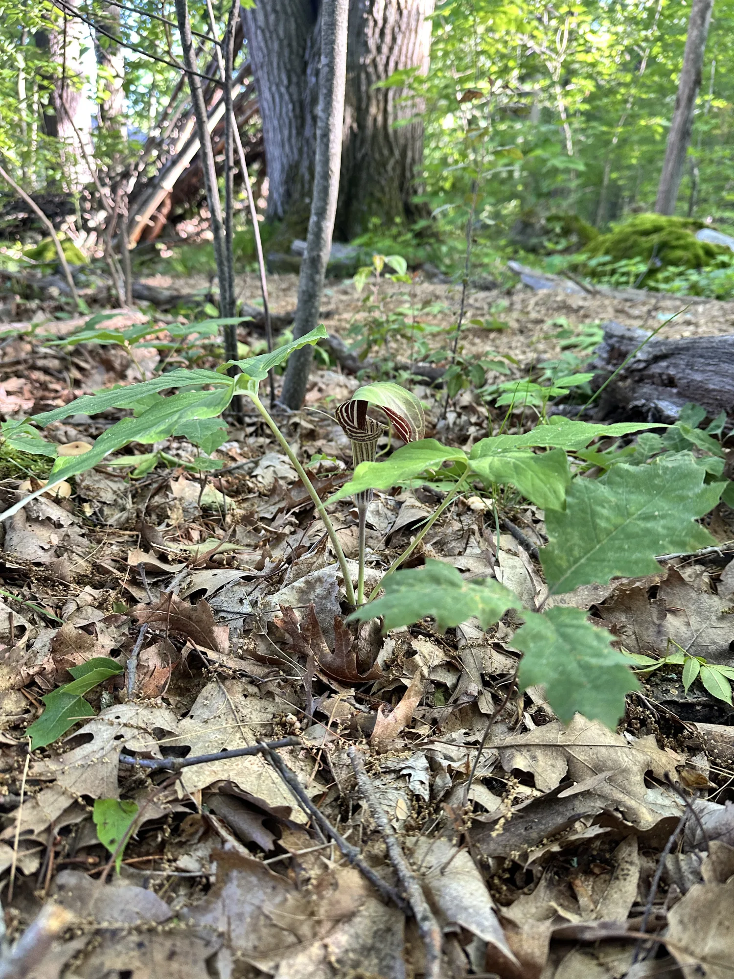 A jack-in-the-pulpit rising from the woodland floor