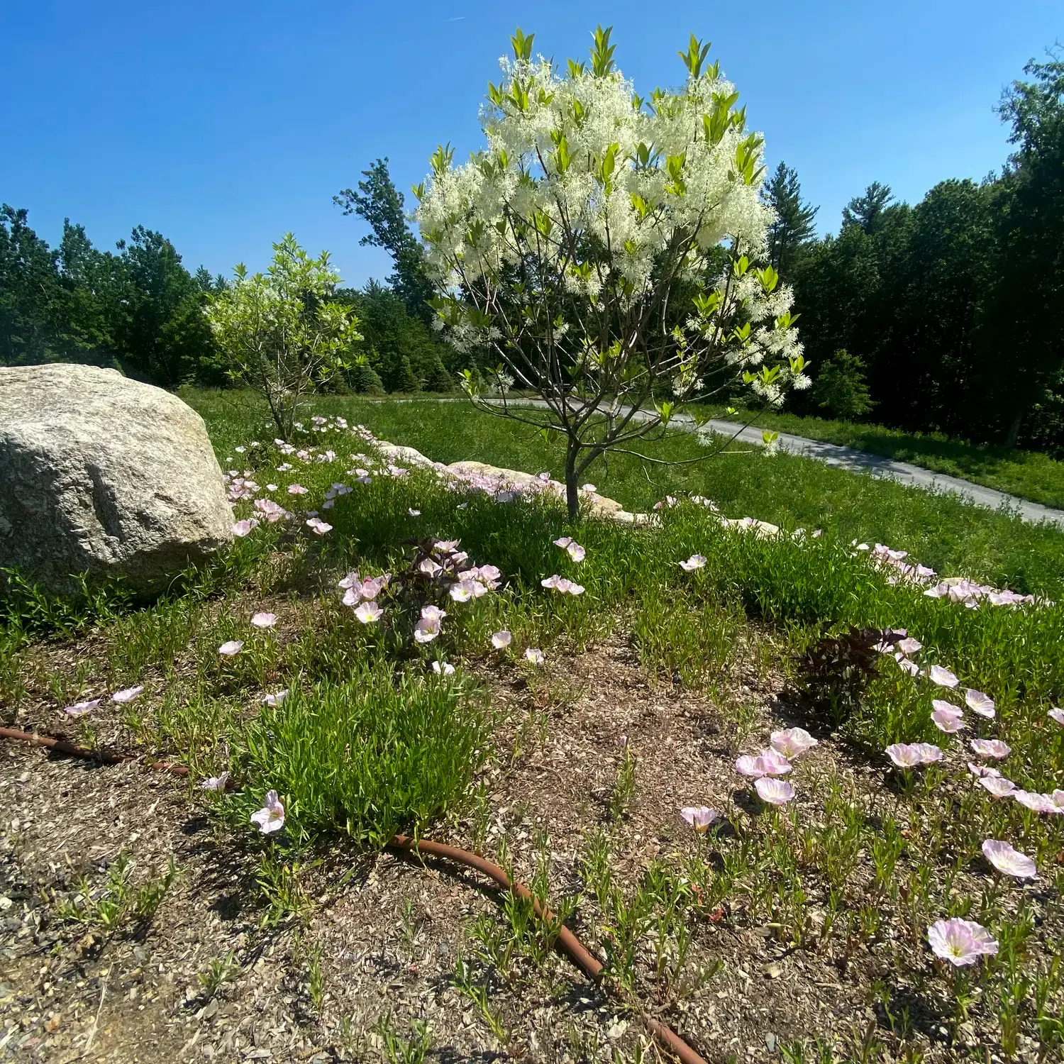A young native fringetree in white bloom above a meadow of pink evening primrose, beside a granite boulder