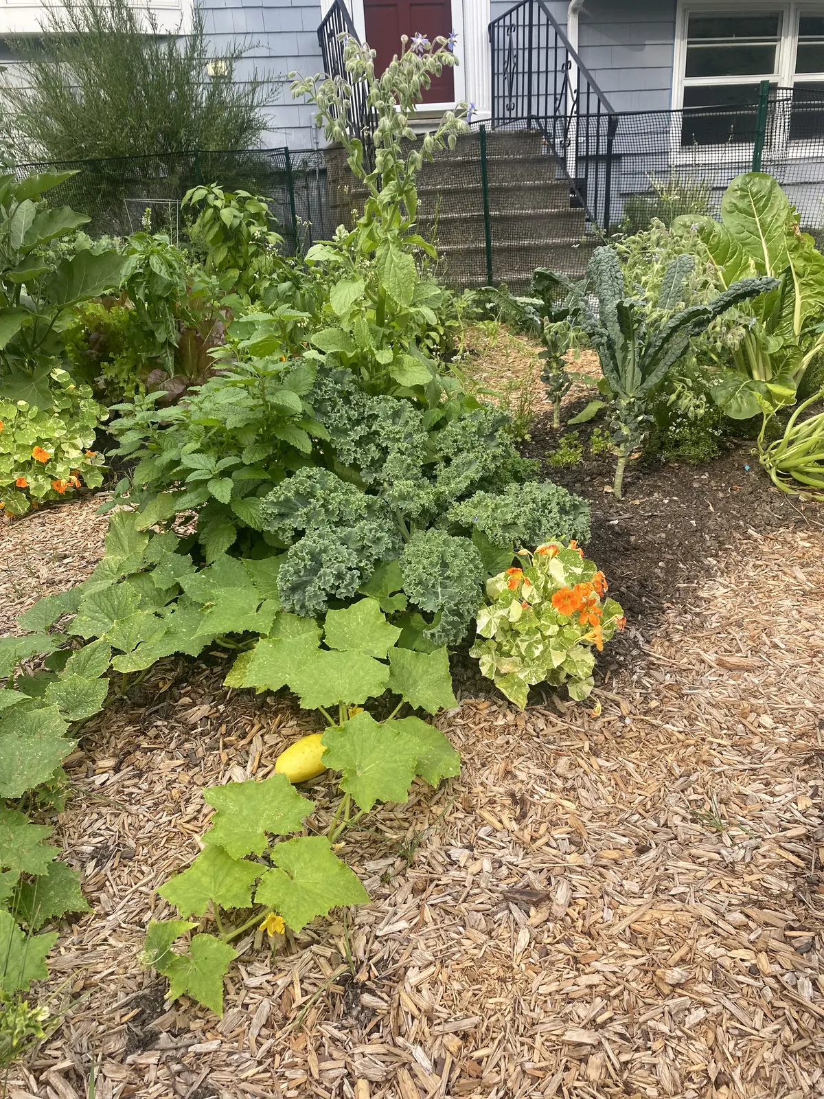 A fenced raised-bed kitchen garden full of kale, squash, chard and nasturtiums beside a house